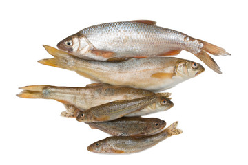 small fish on a white background