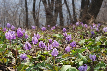 dogtooth violet