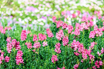 Wild Pink Flower in Sunshine