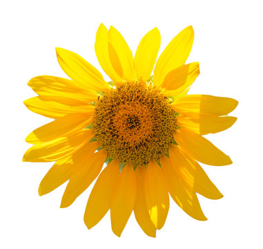 Sunflower flower on a white background
