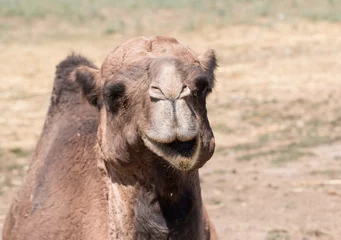 Crédence de cuisine en verre imprimé Chameau camel head