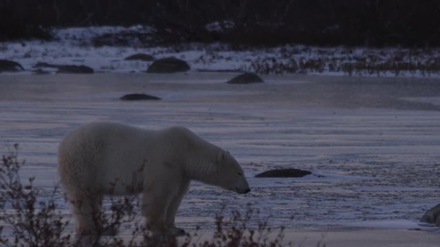 Tight on polar bear on frozen pond bites at ice in calm purple dusk
