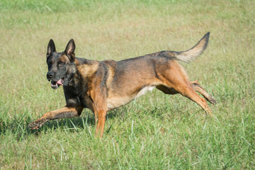 Belgian Malinois dog running in grass