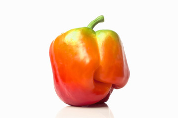 one large colorful garden ripe pepper