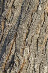 Obraz premium Tree bark texture. Cork. Background and texture to apply it on graphic or 3d design elements.