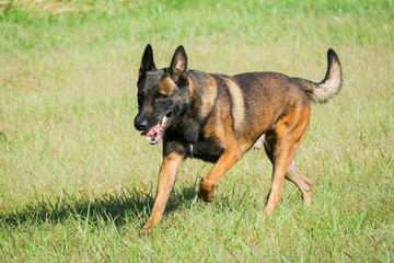 Belgian Malinois dog running in grass