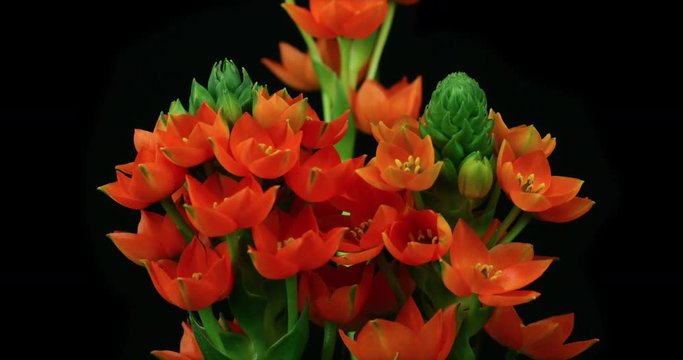 Blooming Orange Flower. Studio isolated on a black background.