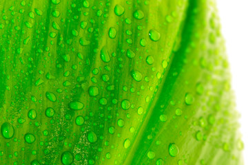 leaf with drops of water