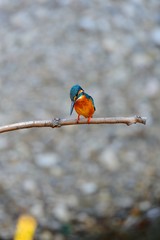 獲物を狙うカワセミ.