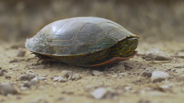 Close Painted Turtle on Gravel Road - Side - High-hat