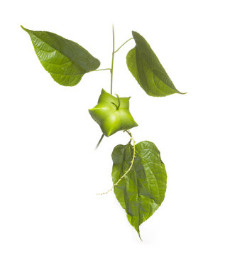 Fresh green Inchi Sacha fruit and leaves hanging on white backgr