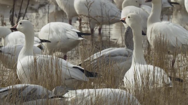 Close on Snow Geese in Tall Grass