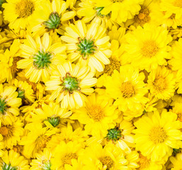Chrysanthemum Flower background