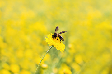 Bee eating's nectar from chrysanthemum flower