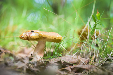 Mushroom on forest floor with a fly on top