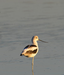 American avocet standing on one leg, seen in a North California marsh