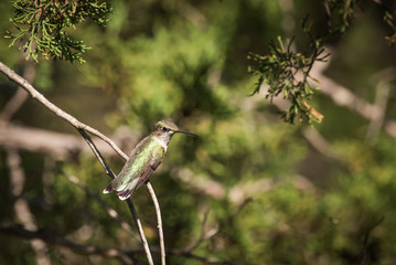 Female ruby throated hummingbird