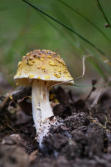 Mushroom growing from soil