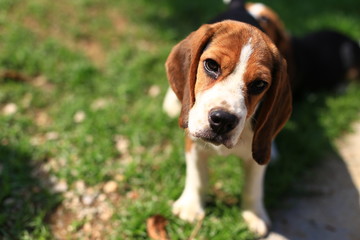 Cute Beagles playing in backyard