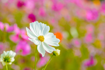 Cosmos flowers blooming