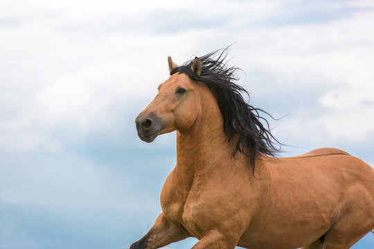 Portrait of  a bay stallion.