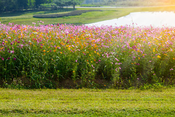 Cosmos flowers blooming