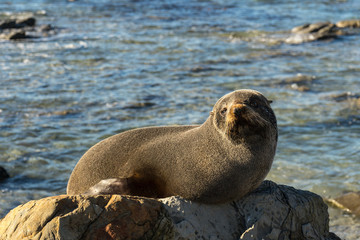 New Zealand Fur Seal