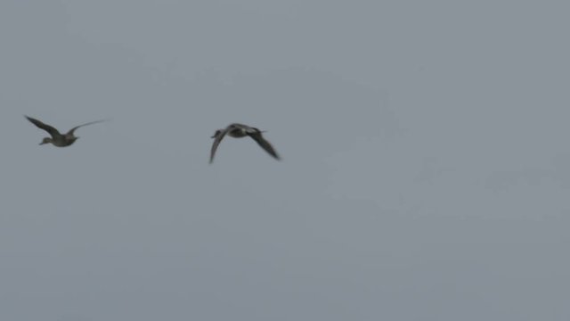 Slow motion - pintail ducks flying in cloudy sky