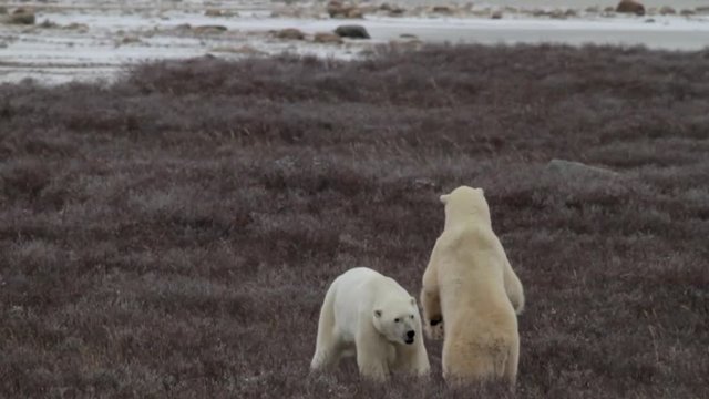 Slow motion - polar bears clashing in wind, willows and blowing snow