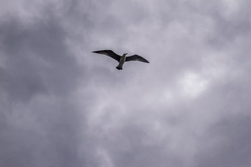 Flying seagull