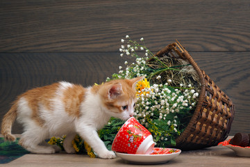 Kitten is playing - drops her basket of flowers. The inverted teacup. Cat made a mess on the table