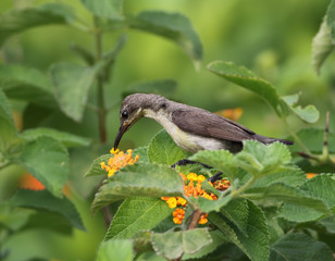 Purple Sunbird (Cinnyris asiatica) perching