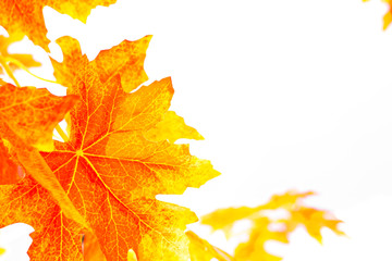 Red leaf isolated white background