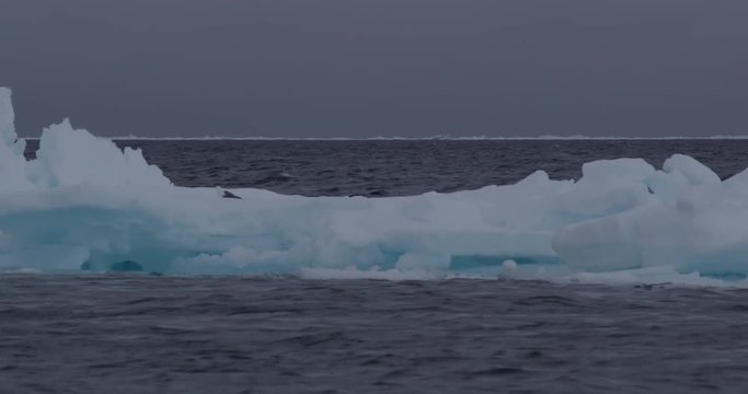 Sea birds on beautiful blue sea ice floating by in waves