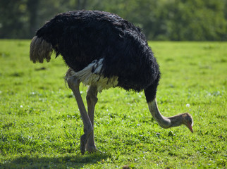 Black Ostrich pecking at the ground