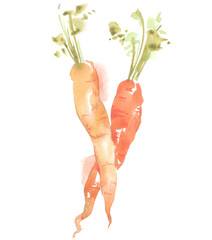Vegetables in watercolor style. Isolated.