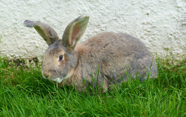 Giant light coloured rabbit on grass against a wall