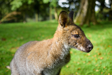 Wallaby up close and personal side view