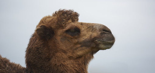 Camel head up close and personal