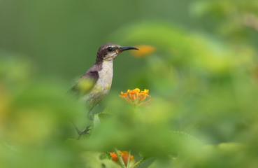 Purple Sunbird (Cinnyris asiatica) perching