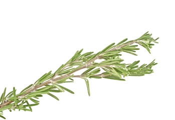 Fresh green sprig of rosemary isolated on a white background