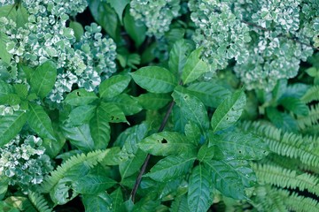 Many green leaves background.