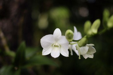 Fototapeta premium orchid flowers are blossom in the morning with sunlight and bokeh background