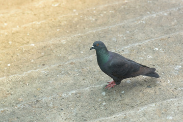 Black doves were jumping down the stairs.