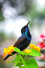 Purple Sunbird (Cinnyris asiatica) perching