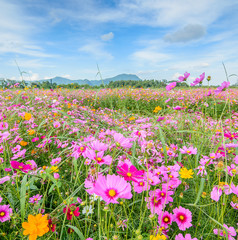 Obraz premium Cosmos flower against blue sky, Chiang Rai, Thailand.