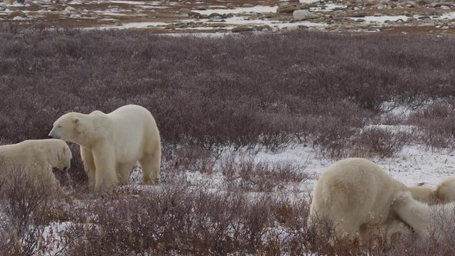 Slow motion - Four polar bears wrestle and play in arctic willows