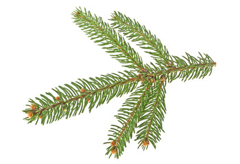 Fir tree branch isolated on a white background