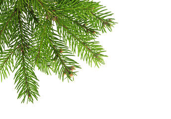 Fototapeta na wymiar Christmas tree branches border over white