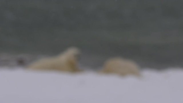 Rack focus through falling snow to polar bears resting next to cold sea